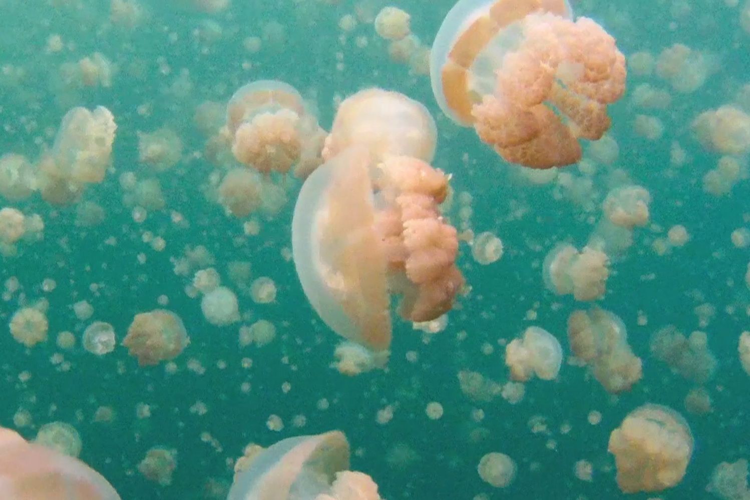 The Alvin Submarine: Incredible deep-sea views​