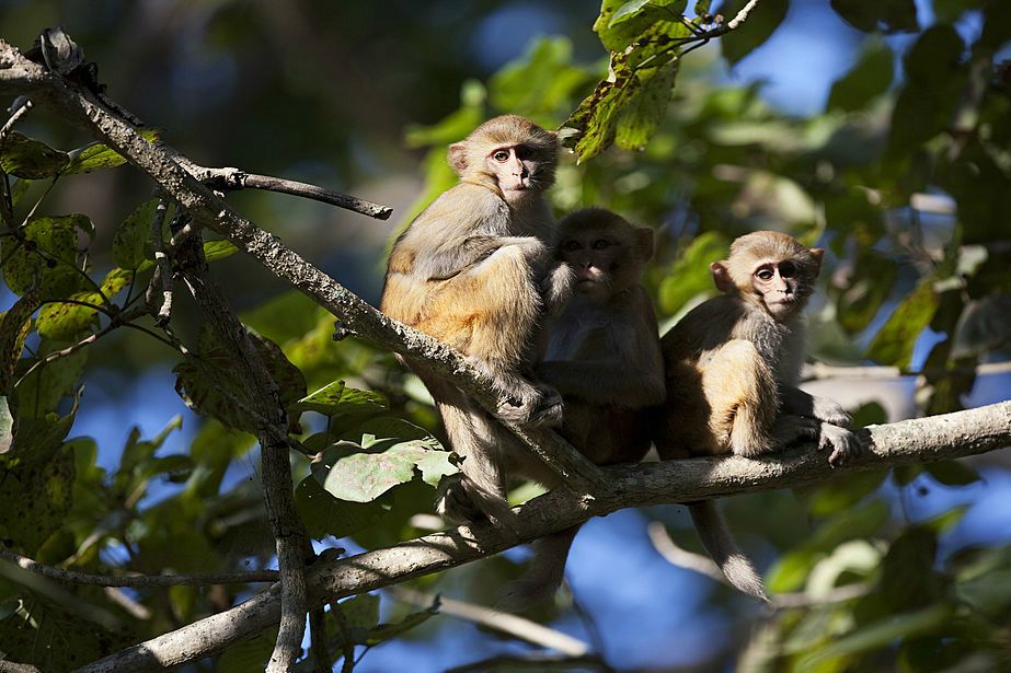Monkeys are aware when they don't know something and will try to fill in the gaps