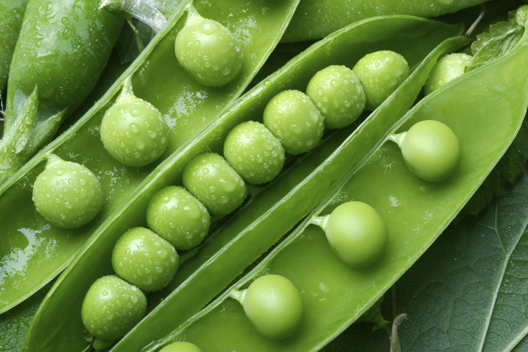 Pea plants found to 'take risks and gamble' with nutrients