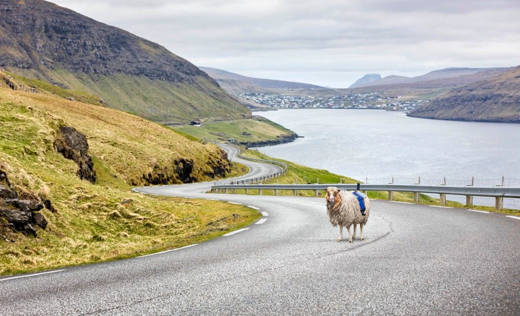 Camera-wielding sheep are putting the Faroe Islands on Google Street View