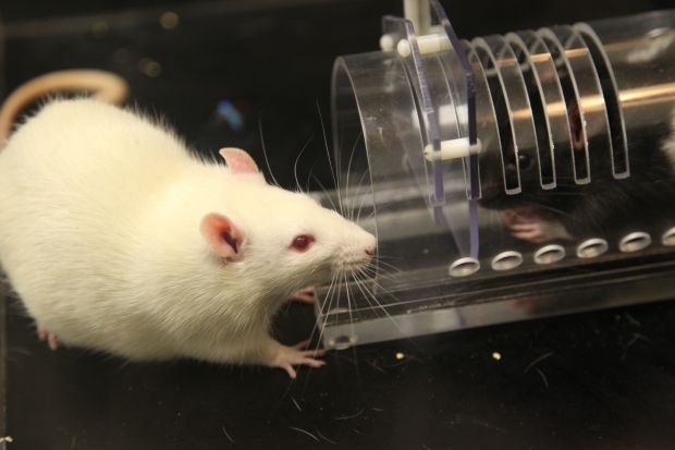 Rats feel empathy for other rats – unless they're on anti-anxiety meds