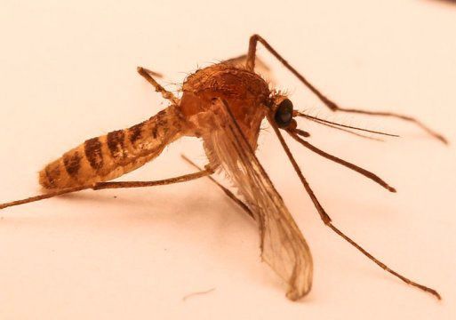 Humans may be wiping out entire species but we're also causing others to evolve