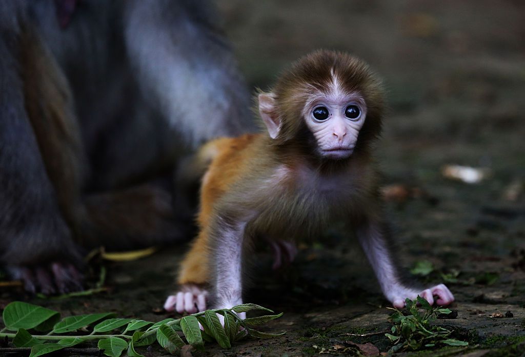 HIV vaccine may be on the way after successful macaque trial